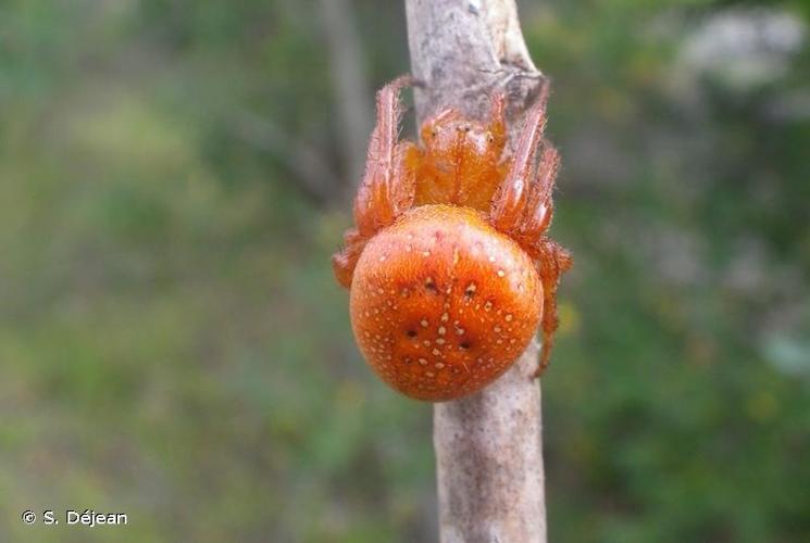 <i>Araneus alsine</i> Walckenaer, 1802 © S. Déjean