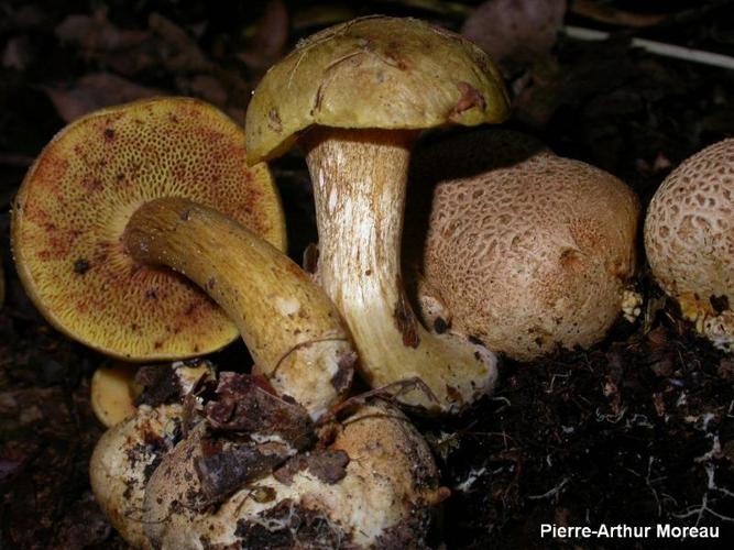 <i>Pseudoboletus parasiticus</i> (Bull. : Fr.) Šutara © PA. Moreau