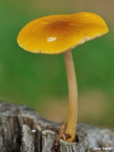 <i>Pluteus leoninus</i> (Schaeff. : Fr.) P.Kumm., 1871 © Y. Sellier