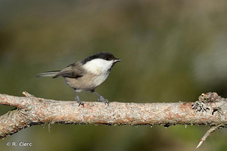 <i>Poecile montanus</i> (Conrad von Baldenstein, 1827) © R. Clerc