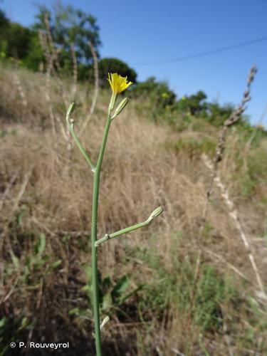 <i>Chondrilla juncea</i> L., 1753 © P. Rouveyrol