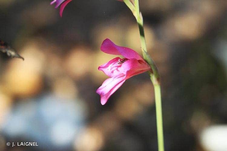 <i>Gladiolus illyricus</i> W.D.J.Koch, 1838 © J. LAIGNEL