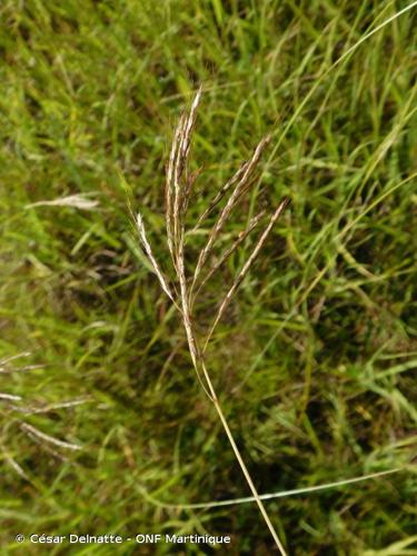 <i>Bothriochloa pertusa</i> (L.) A.Camus, 1931 © César Delnatte - ONF Martinique