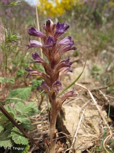 <i>Phelipanche purpurea </i>(Jacq.) Soják, 1972 subsp.<i> purpurea</i> © H. Tinguy