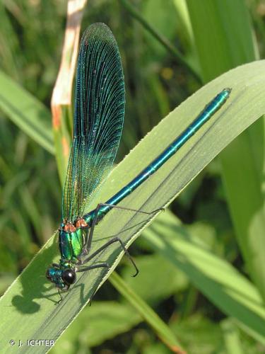 <i>Calopteryx splendens splendens</i> (Harris, 1780) © J. ICHTER