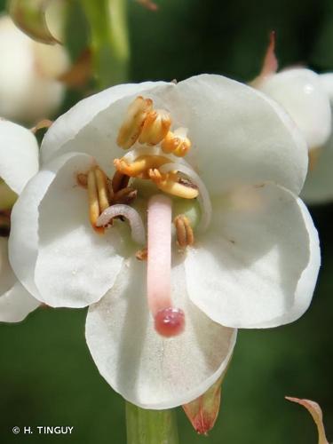 <i>Pyrola rotundifolia</i> L., 1753 © H. TINGUY