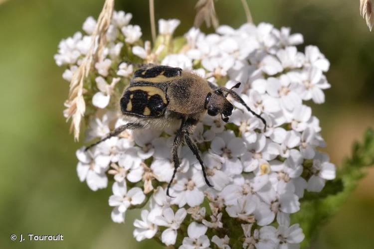 <i>Trichius gallicus</i> Dejean, 1821 © J. Touroult