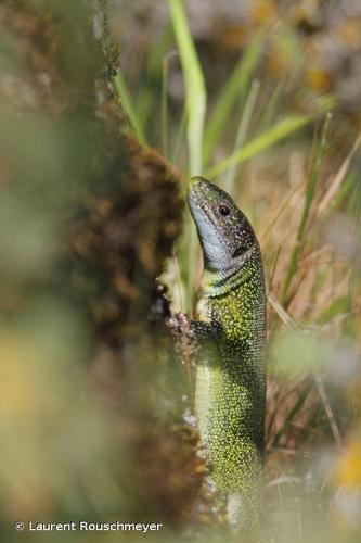 <i>Lacerta bilineata bilineata</i> Daudin, 1802 © Laurent Rouschmeyer