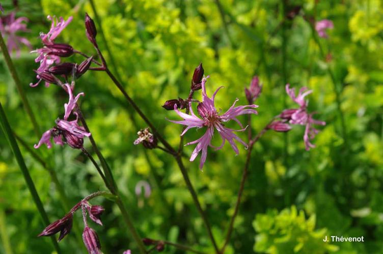 <i>Lychnis flos-cuculi </i>L., 1753 subsp.<i> flos-cuculi</i> © J. Thévenot