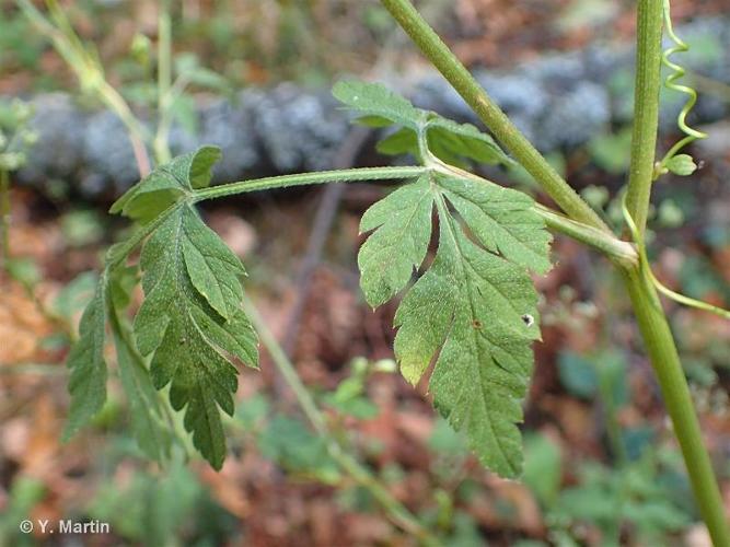 <i>Torilis japonica </i>(Houtt.) DC., 1830 subsp.<i> japonica</i> © 