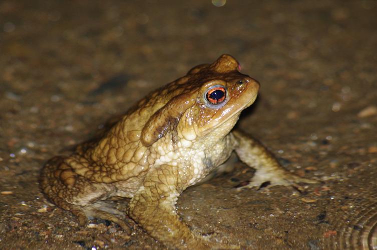 <i>Bufo spinosus</i> (Daudin, 1803) © O. Delzons