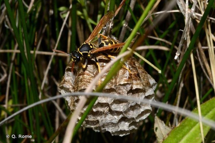 <i>Polistes nimpha</i> (Christ, 1791) © Q. Rome