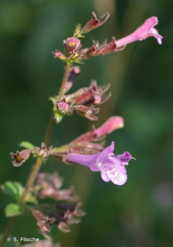 <i>Clinopodium nepeta </i>subsp.<i> sylvaticum</i> (Bromf.) Peruzzi & F.Conti, 2008 © S. Filoche