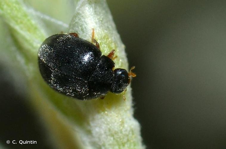 <i>Stethorus pusillus</i> (Herbst, 1797) © C. Quintin