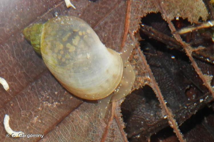 <i>Ampullaceana balthica</i> (Linnaeus, 1758) © O. Gargominy