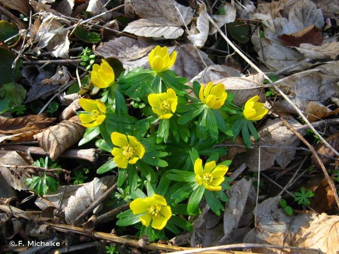 <i>Eranthis hyemalis</i> (L.) Salisb., 1807 © F. Michalke