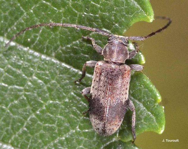 <i>Exocentrus punctipennis</i> Mulsant & Guillebeau, 1856 © J. Touroult