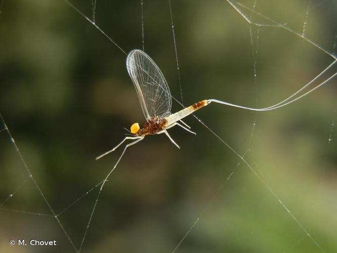 <i>Baetis fuscatus</i> (Linnaeus, 1760) © M. Chovet