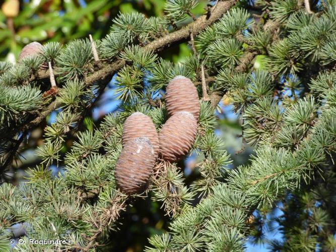 <i>Cedrus atlantica</i> (Manetti ex Endl.) Carrière, 1855 © O. Roquinarc'h