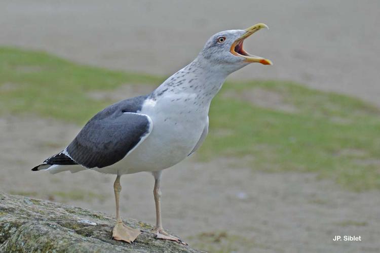 <i>Larus fuscus</i> Linnaeus, 1758 © J.P. Siblet