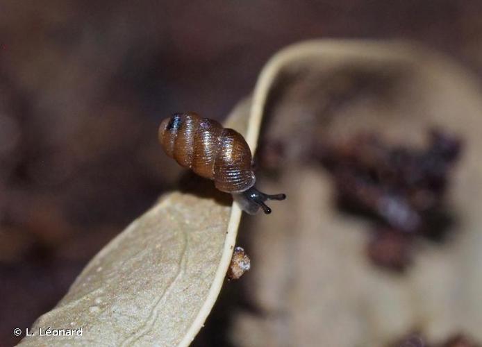 <i>Truncatellina cylindrica</i> (A. Férussac, 1807) © L. Léonard