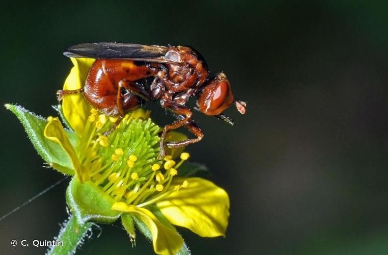 <i>Sicus ferrugineus</i> (Linnaeus, 1760) © C. Quintin