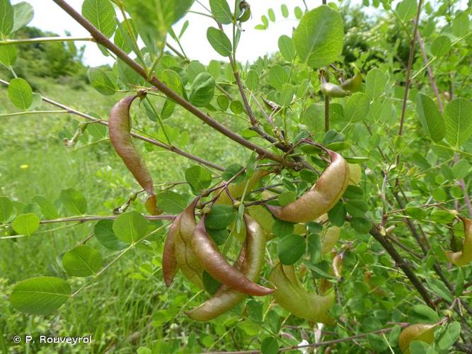 <i>Colutea arborescens</i> L., 1753 © P. Rouveyrol