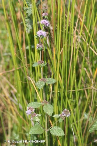 <i>Mentha </i>x<i> verticillata</i> L., 1759 © R. Dupré MNHN/CBNBP