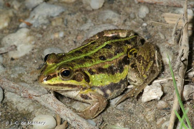 <i>Pelophylax lessonae lessonae</i> (Camerano, 1882) © J.-C. de Massary