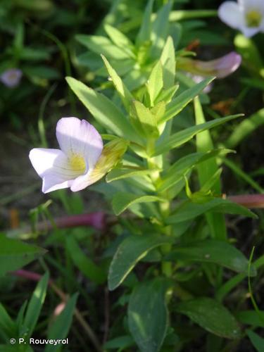 <i>Gratiola officinalis</i> L., 1753 © P. Rouveyrol