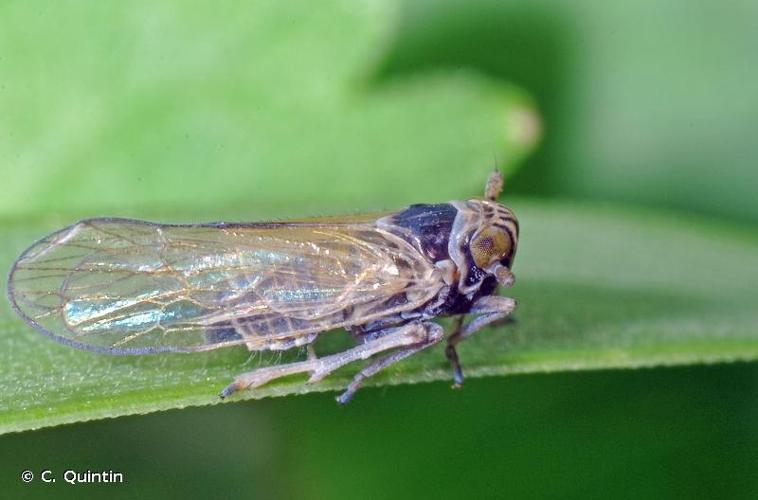 <i>Javesella pellucida</i> (Fabricius, 1794) © C. Quintin