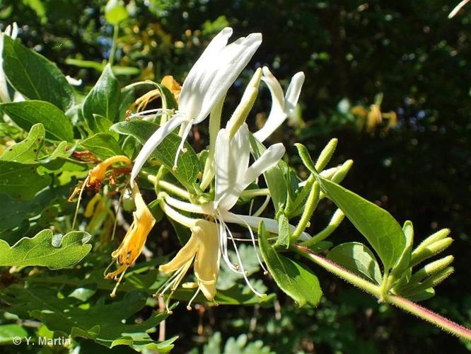 <i>Lonicera japonica</i> Thunb., 1784 © 