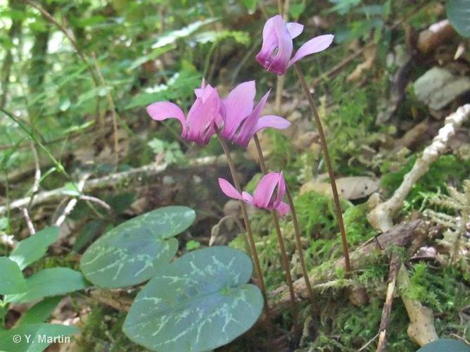 <i>Cyclamen purpurascens</i> Mill., 1768 © 