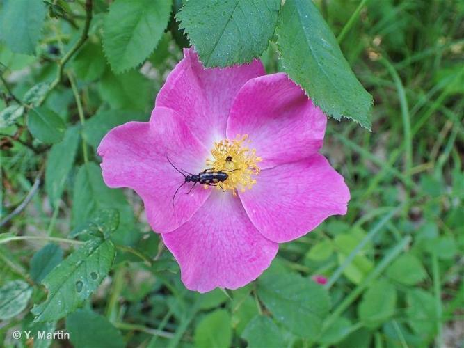 <i>Rosa gallica</i> L., 1753 © 