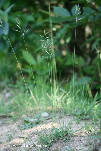 <i>Helictochloa marginata</i> (Lowe) Romero Zarco, 2011 © R. Dupré MNHN/CBNBP