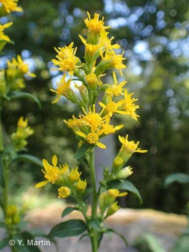 <i>Solidago virgaurea </i>L., 1753 subsp.<i> virgaurea</i> © 