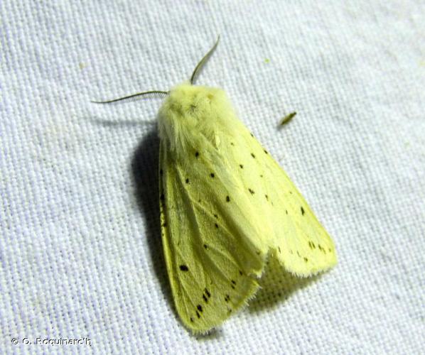 <i>Spilosoma lubricipeda</i> (Linnaeus, 1758) © O. Roquinarc'h