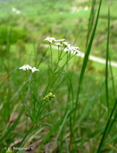 <i>Asperula cynanchica</i> L., 1753 © O. Roquinarc'h