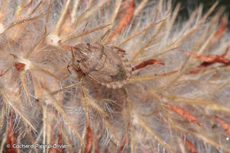 <i>Sciocoris cursitans</i> (Fabricius, 1794) © Cochard Pierre-Olivier