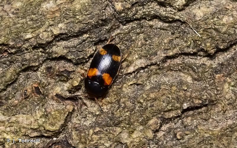 <i>Mycetophagus quadripustulatus</i> (Linnaeus, 1760) © J. Touroult