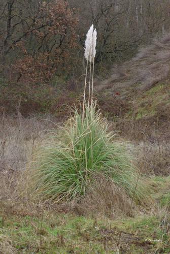 <i>Cortaderia selloana</i> (Schult. & Schult.f.) Asch. & Graebn., 1900 © P. Gourdain