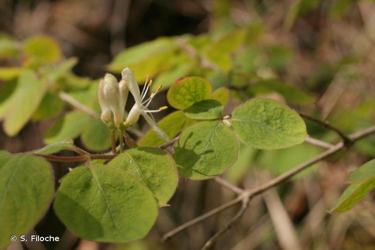 <i>Lonicera xylosteum</i> L., 1753 © S. Filoche