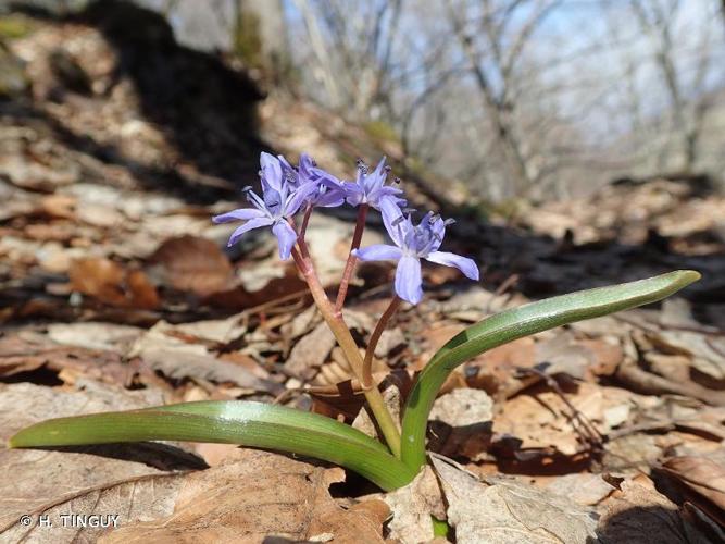 <i>Scilla bifolia</i> L., 1753 © H. TINGUY