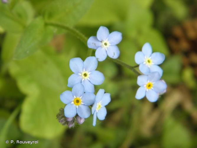 <i>Myosotis arvensis</i> (L.) Hill, 1764 © P. Rouveyrol