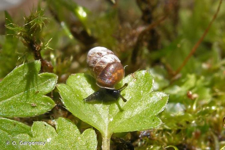 <i>Pupilla muscorum</i> (Linnaeus, 1758) © O. Gargominy