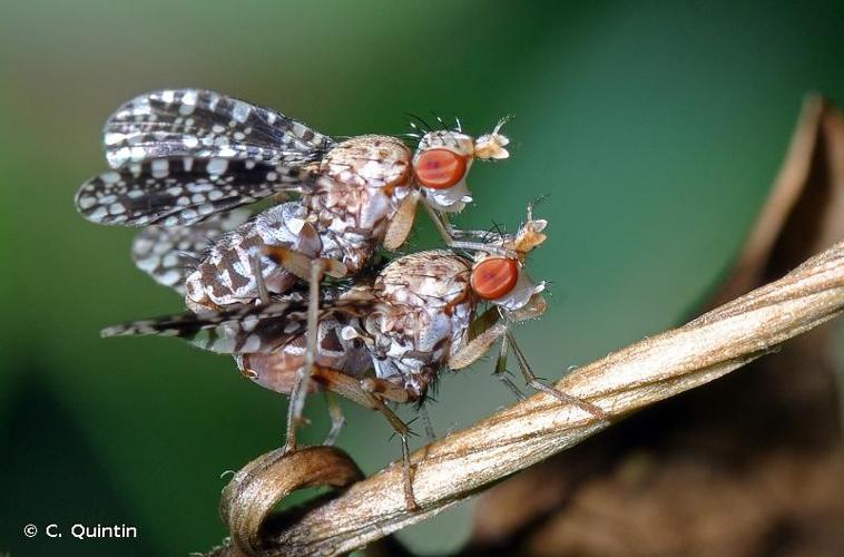 <i>Trypetoptera punctulata</i> (Scopoli, 1763) © C. Quintin