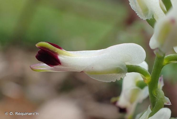 <i>Fumaria capreolata</i> L., 1753 © O. Roquinarc'h