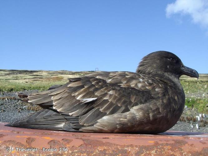 <i>Stercorarius skua</i> (Brünnich, 1764) © J. Thevenot - Ecobio 136