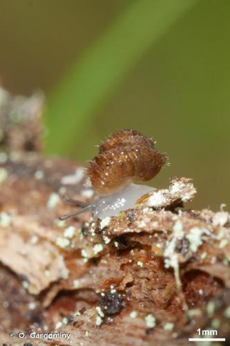 <i>Acanthinula aculeata</i> (O.F. Müller, 1774) © O. Gargominy