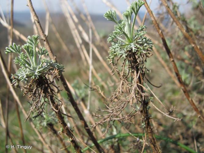 <i>Artemisia alba</i> Turra, 1764 © H. Tinguy